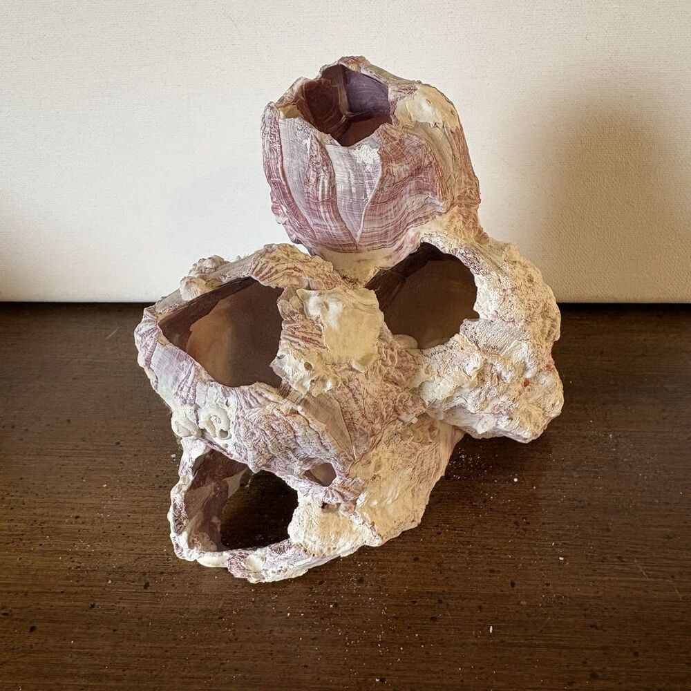 Purple Acorn Barnacle Cluster Sea Shell Natural Aquarium Decor 6â X 5â Vintage G